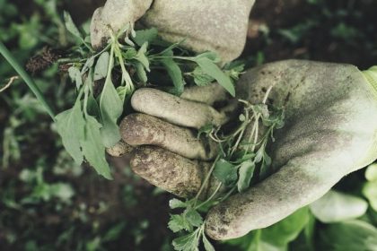 Manutenzione del giardino