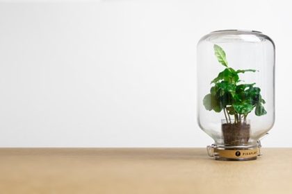 Pikaplant: le piante che non hanno bisogno di cure